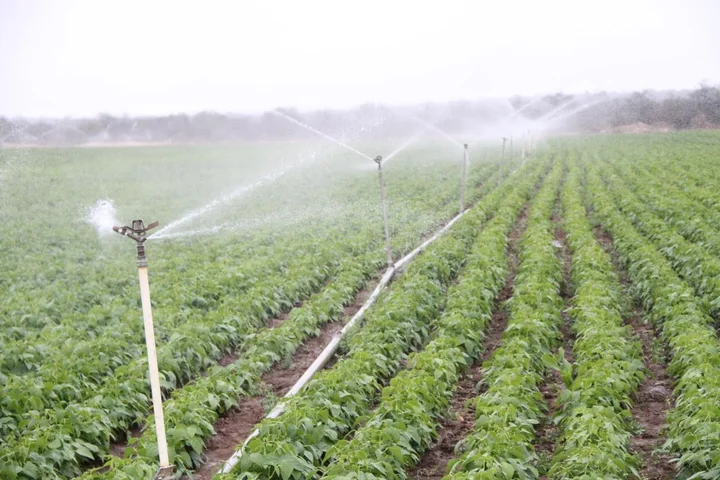 Sprinklers irrigating agricultural crops